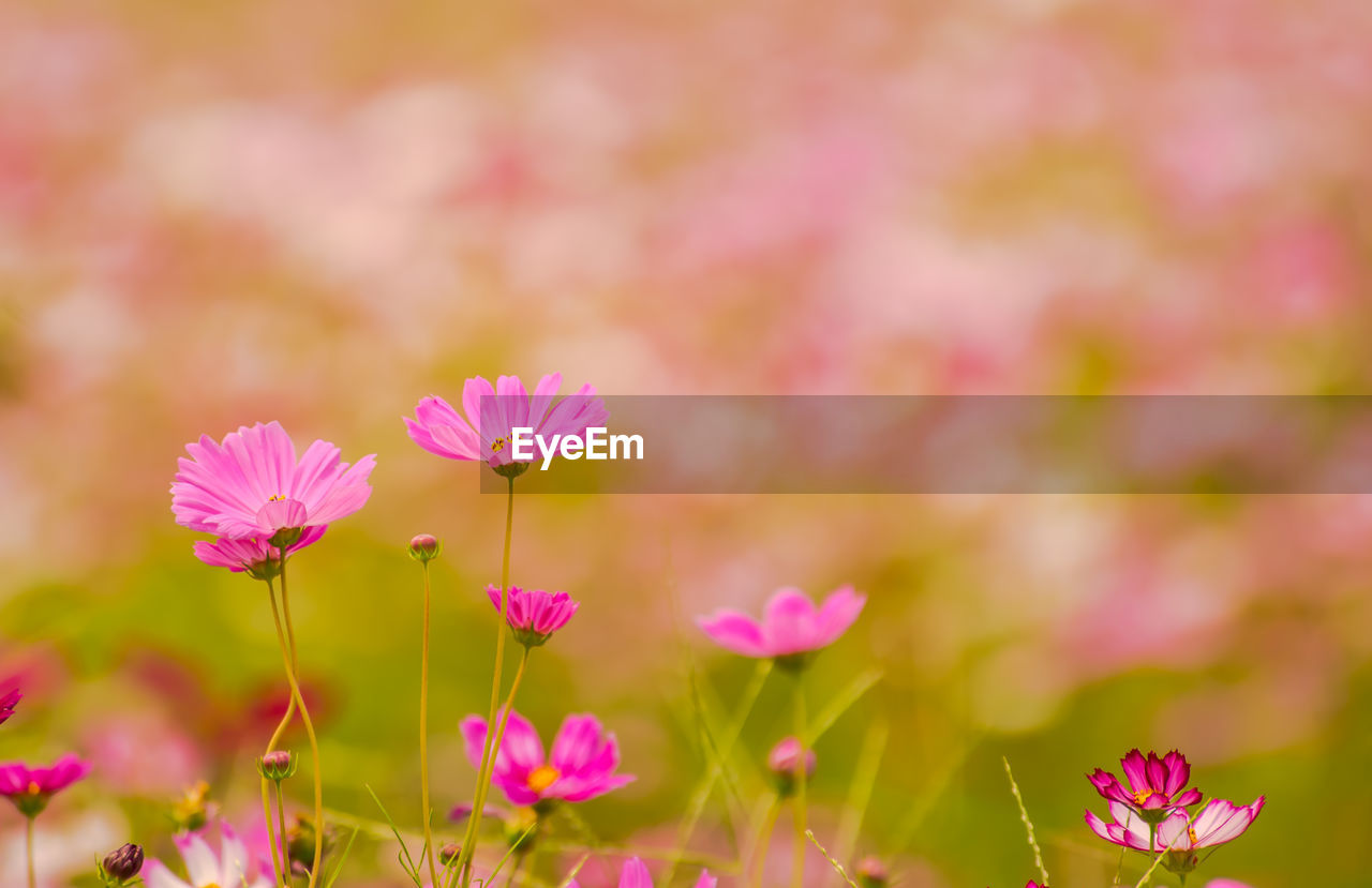 Close-up of pink cosmos flowers growing on field