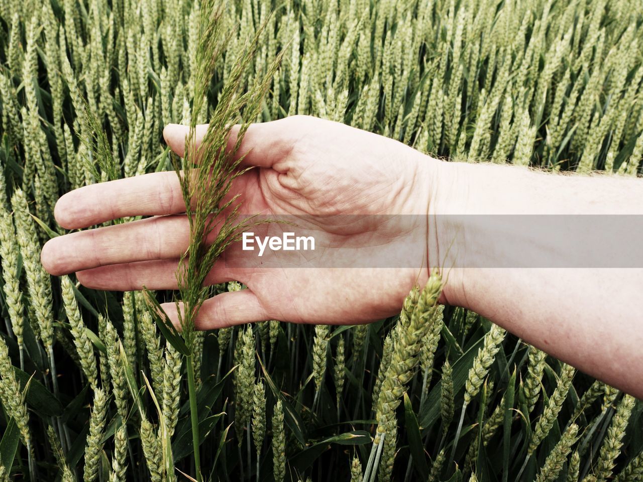 Man hand touch weed in wheat field. young green wheat corns growing in a field