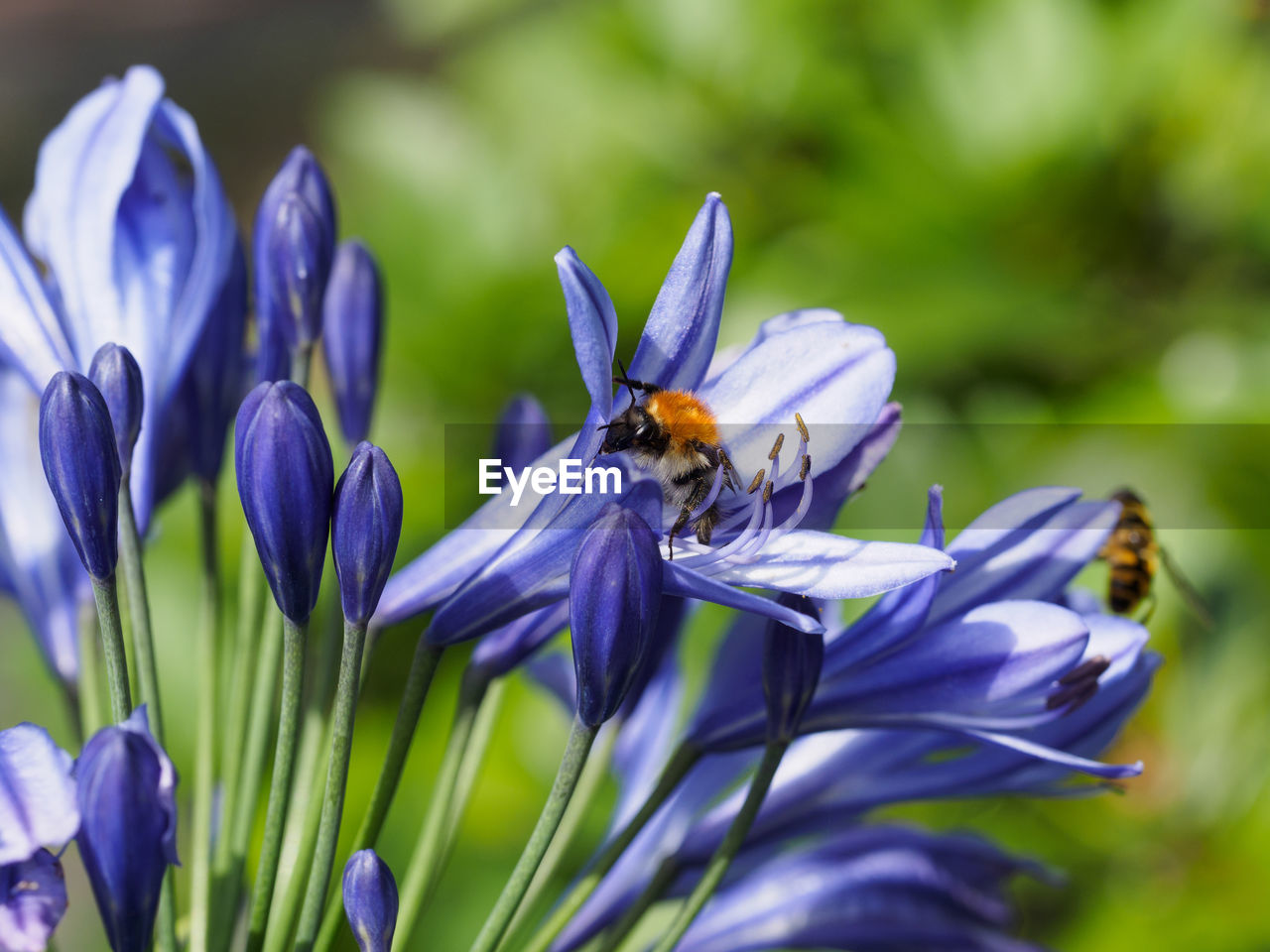 CLOSE-UP OF BEE ON PURPLE FLOWERS