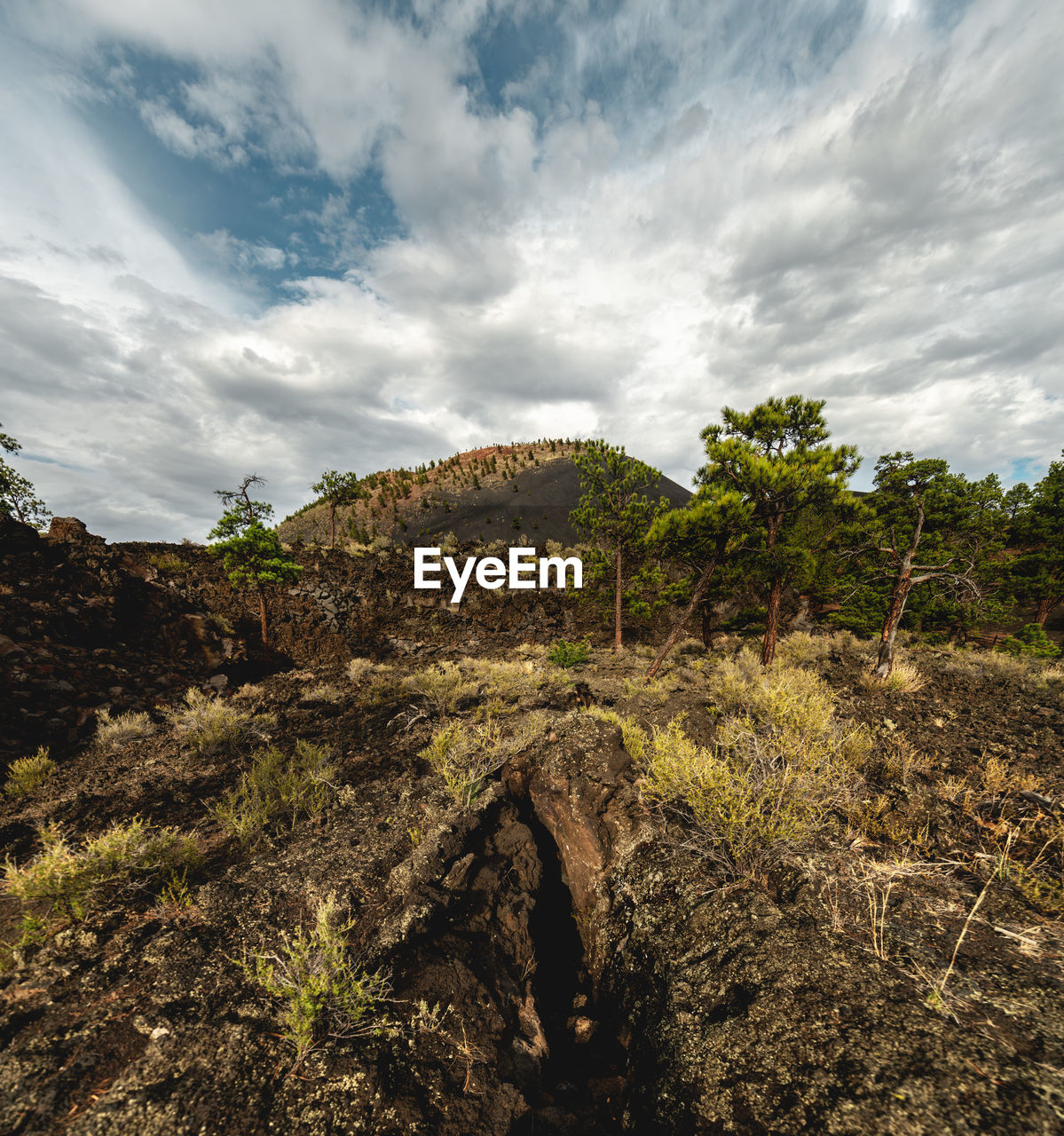 PLANTS GROWING ON LAND