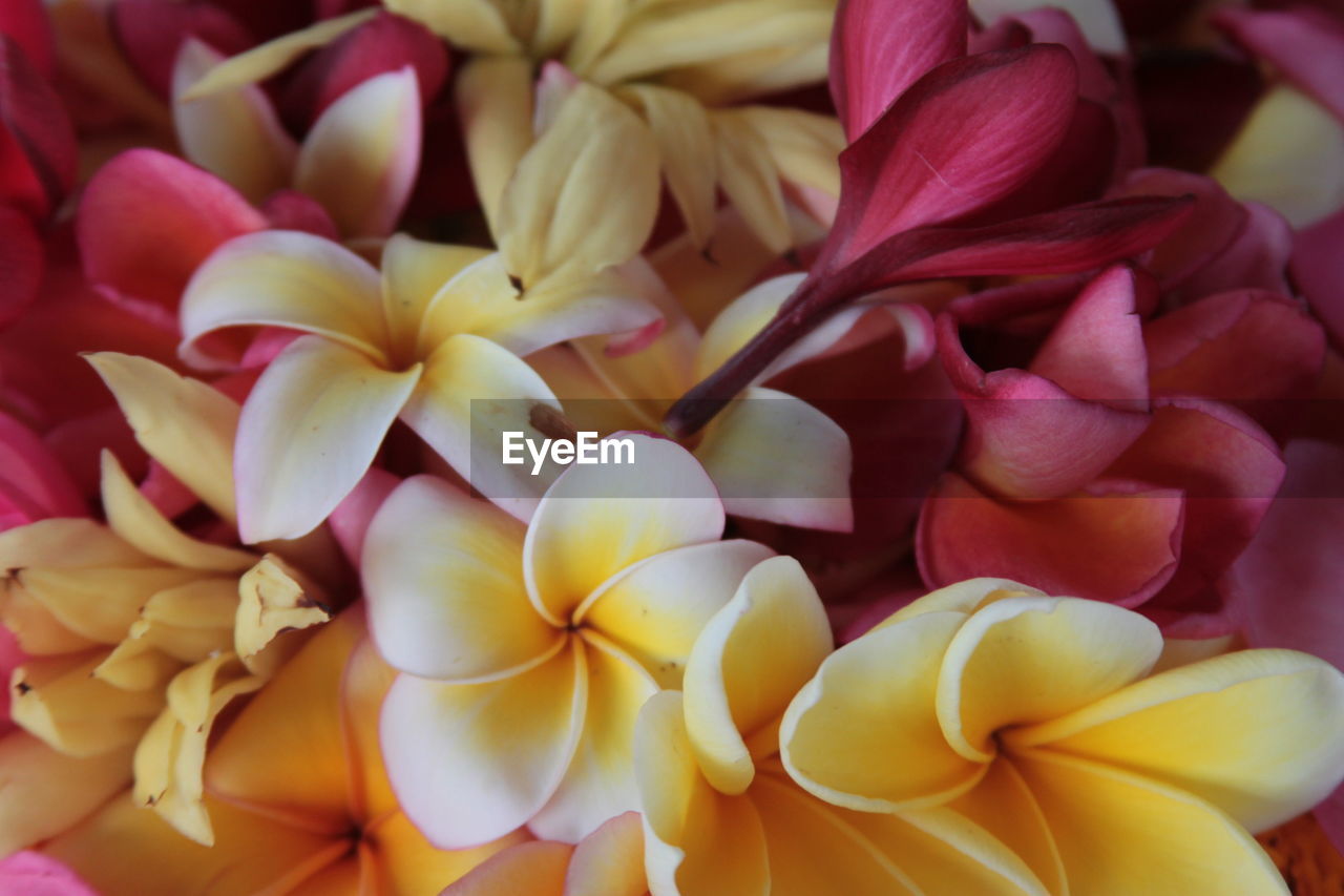 FULL FRAME SHOT OF YELLOW FLOWER