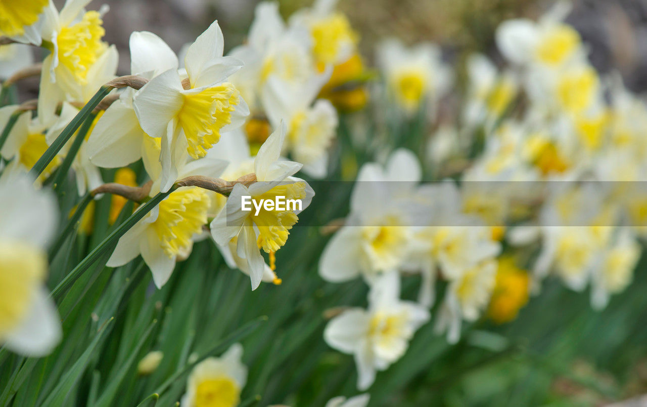 flower, flowering plant, plant, beauty in nature, freshness, narcissus, yellow, close-up, nature, fragility, daffodil, petal, flower head, springtime, selective focus, growth, no people, white, outdoors, inflorescence, blossom, day, focus on foreground, botany, multi colored