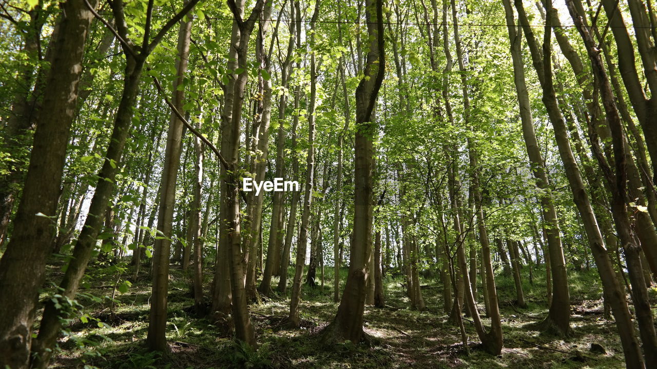 TREES GROWING IN FOREST