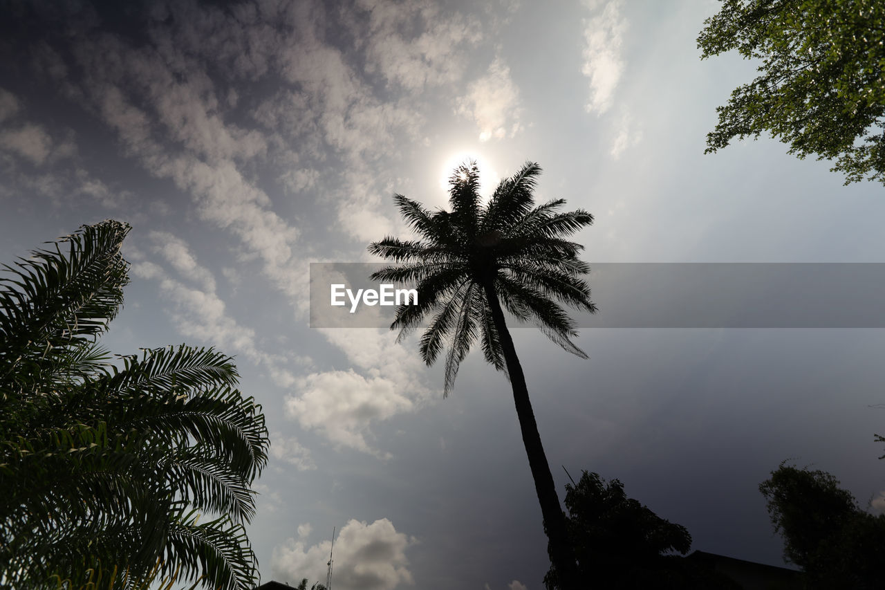 Low angle view of silhouette palm trees against sky