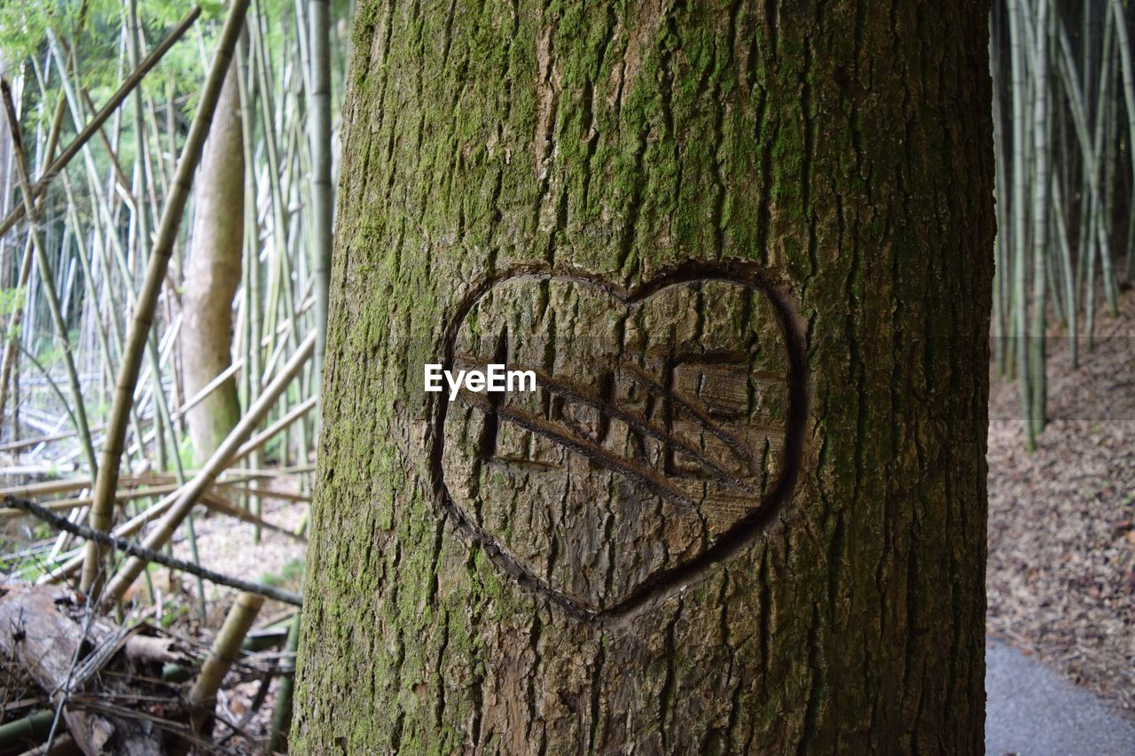 CLOSE-UP OF TREE TRUNK AGAINST GRASS