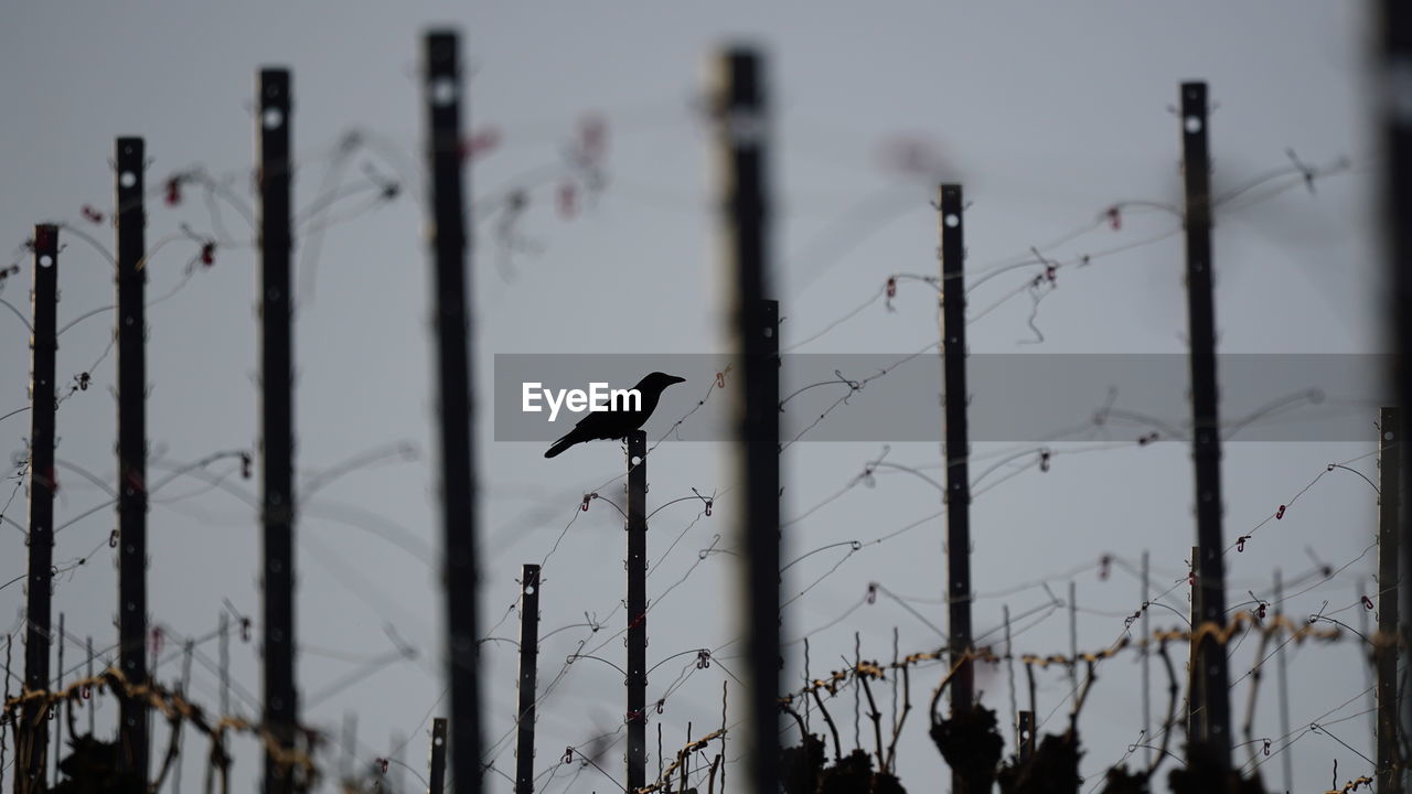 bird, electricity, nature, no people, winter, outdoor structure, sky, line, fence, mast, animal themes, wildlife, outdoors, animal, silhouette, animal wildlife, day, pole