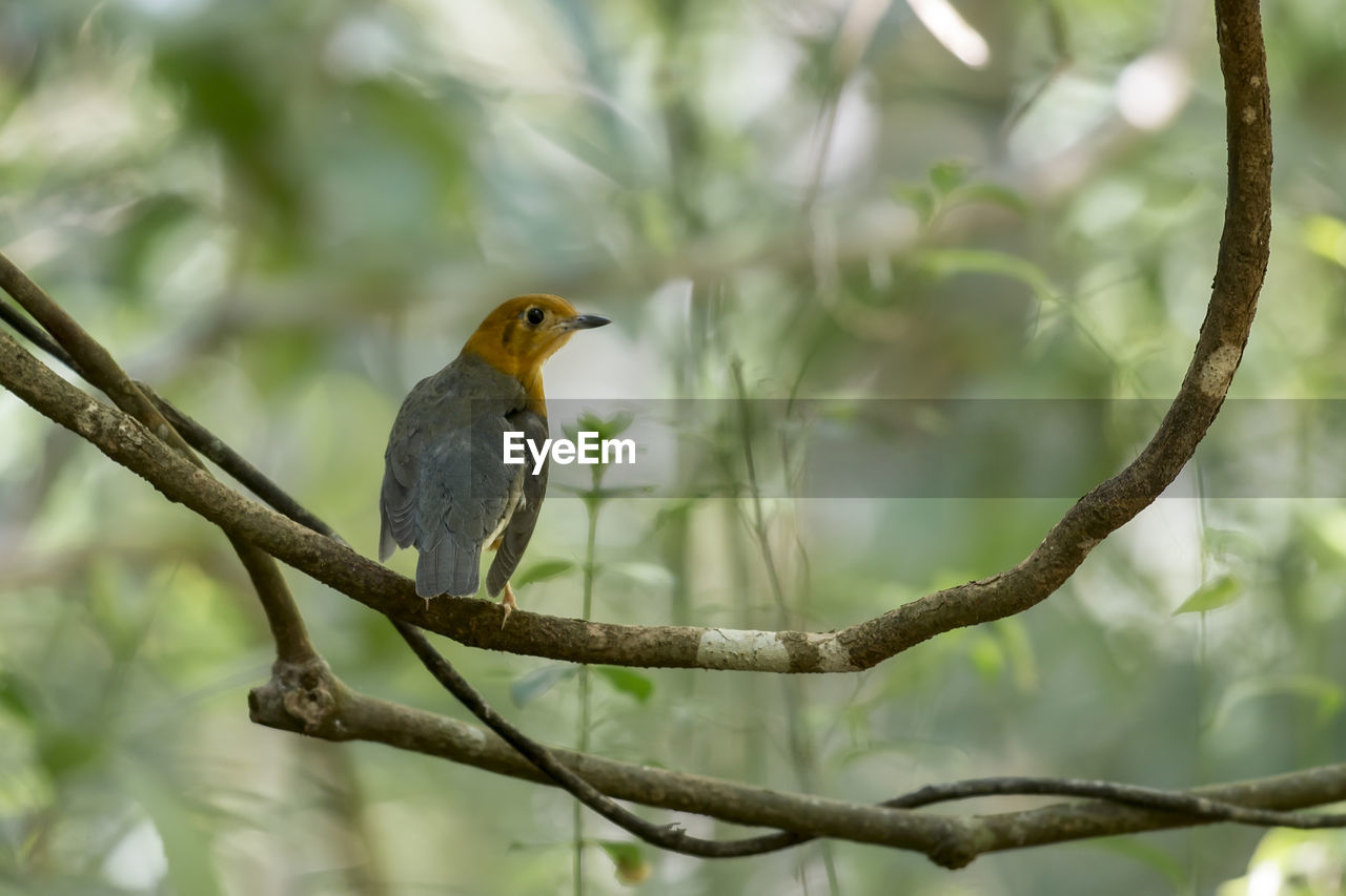 CLOSE-UP OF BIRD PERCHING ON TREE