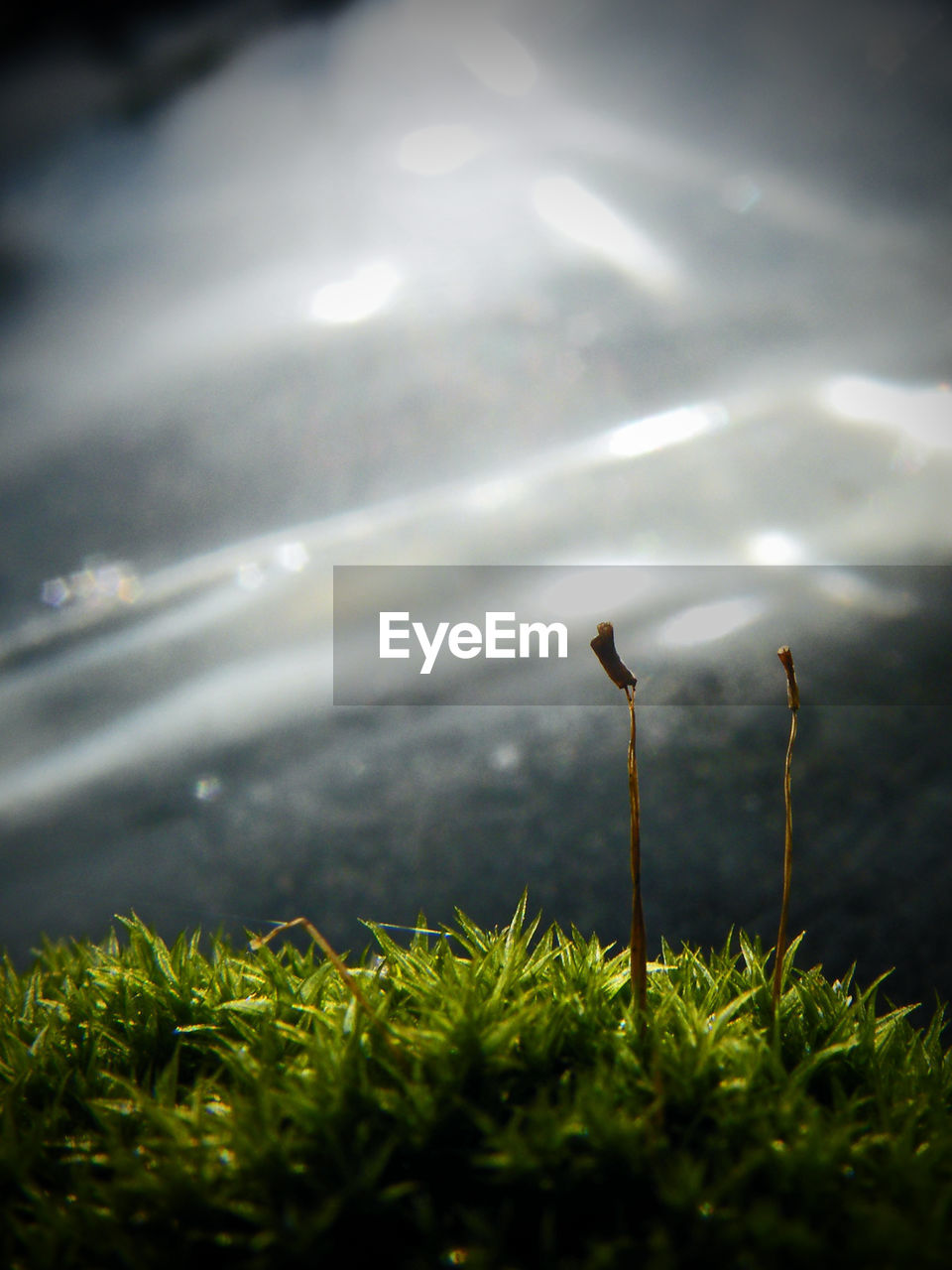 CLOSE-UP OF SNAKE ON GRASS