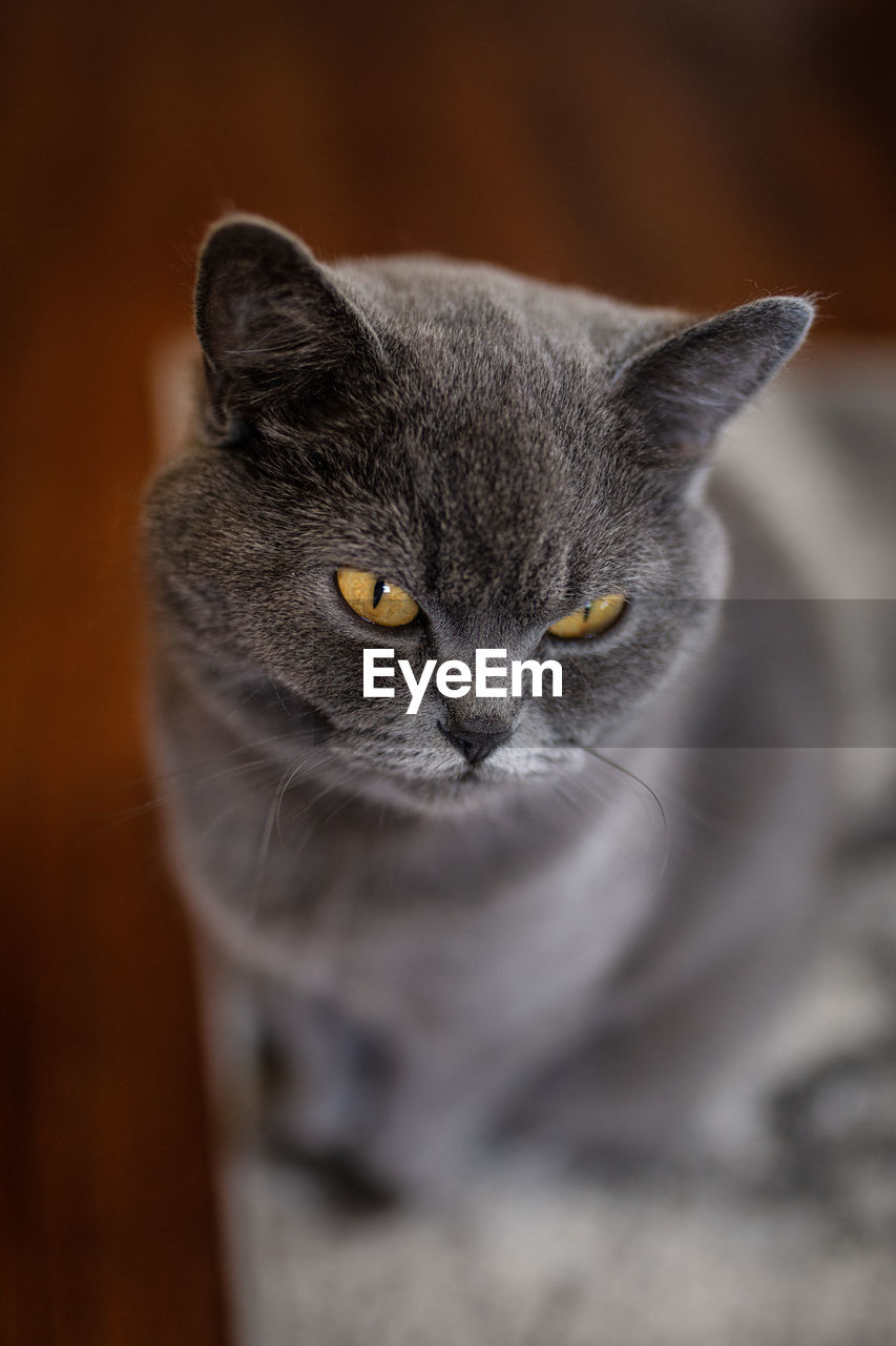 Close-up portrait of a cat