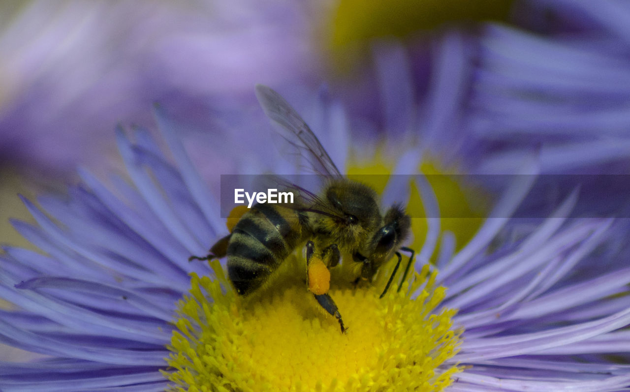 Close-up of honey bee on purple flower