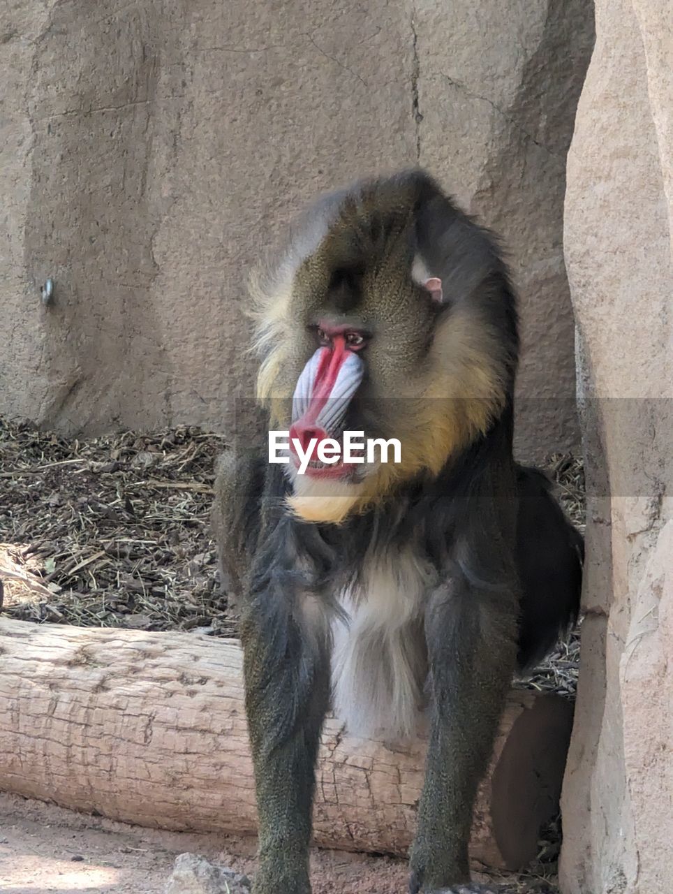 animal, animal themes, one animal, mammal, monkey, mandrill, old world monkey, macaque, zoo, mouth open, primate, animal wildlife, wildlife, no people, drill, yawning, facial expression, day, animal mouth, domestic animals, baboon, sitting, animal body part, pet, outdoors, nature, sticking out tongue, animal hair