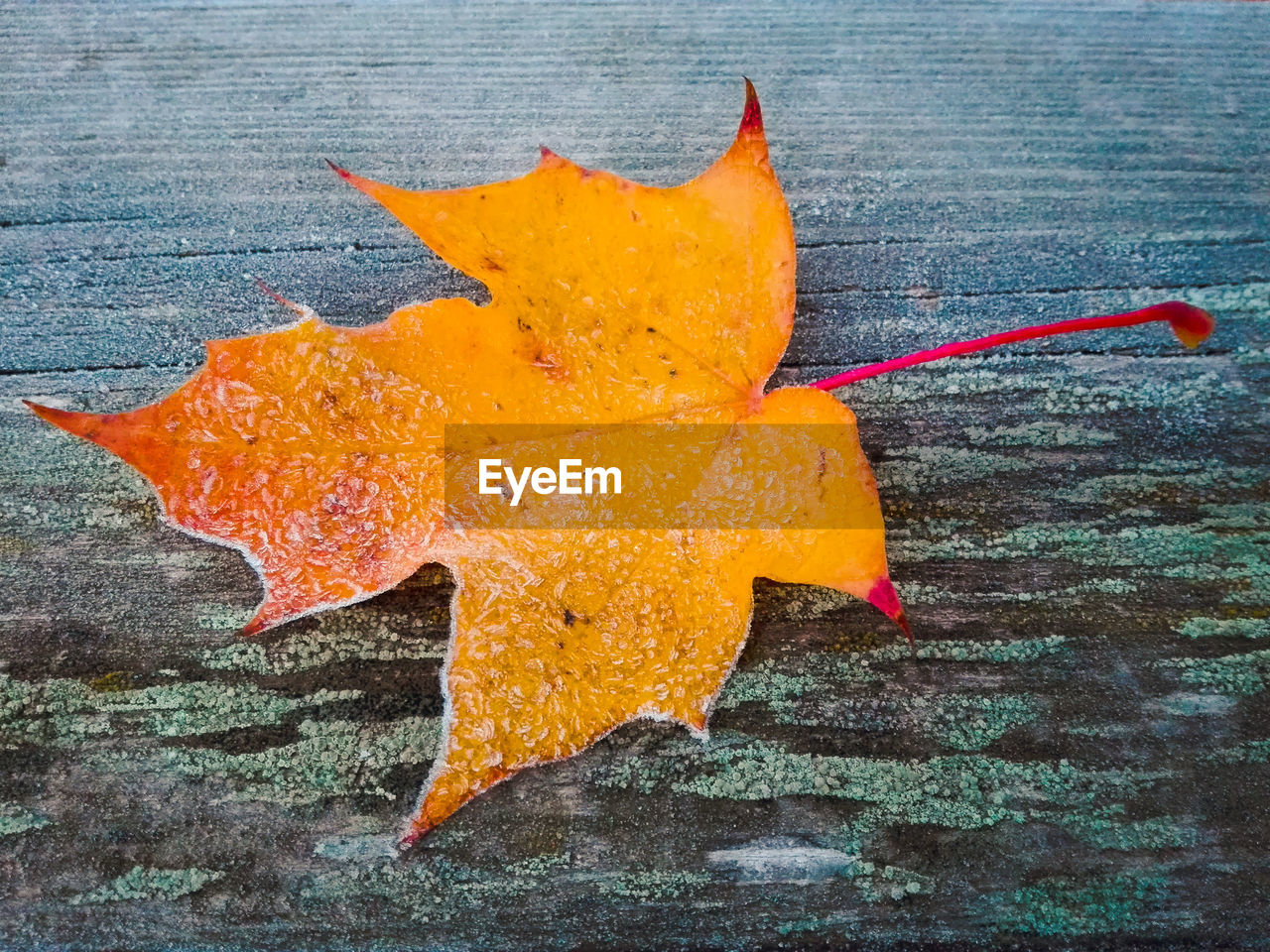 Close-up of maple leaf during autumn