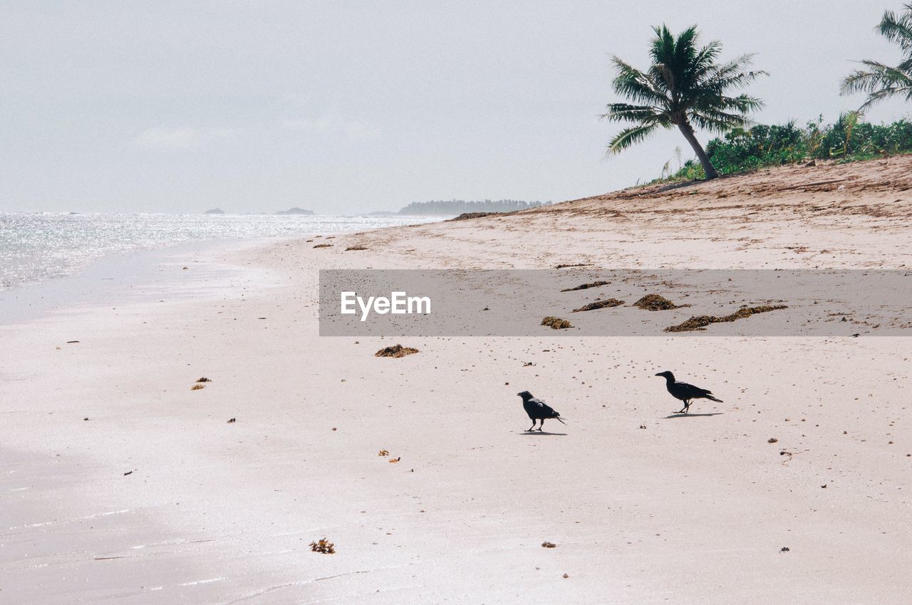 Birds on beach against sky