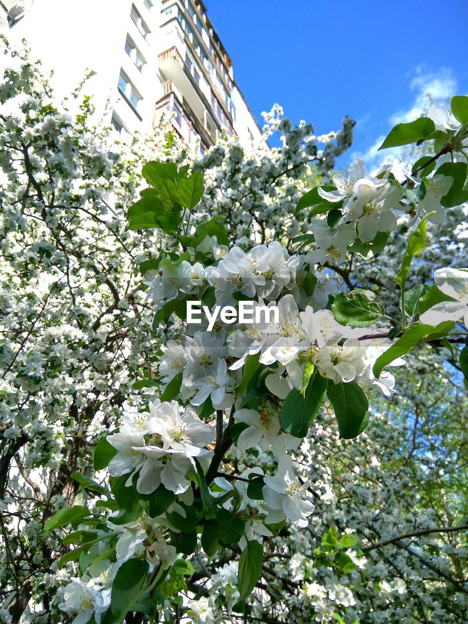 LOW ANGLE VIEW OF WHITE FLOWERS BLOOMING ON TREE