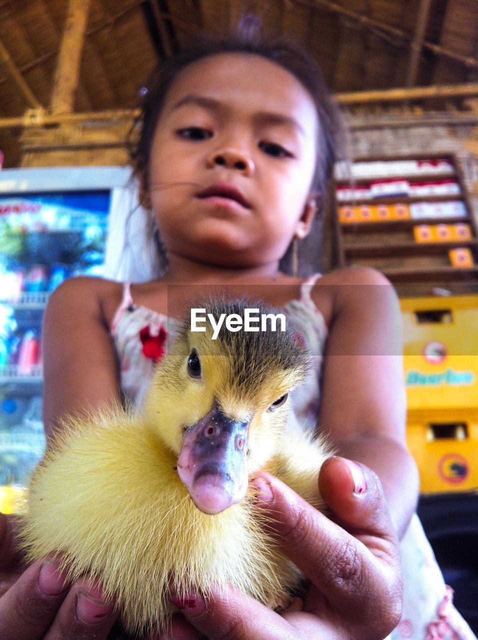 CLOSE-UP PORTRAIT OF CUTE BABY GIRL HOLDING BIRD