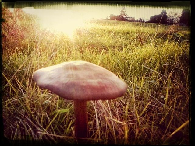 CLOSE-UP OF MUSHROOM GROWING ON GRASSY FIELD