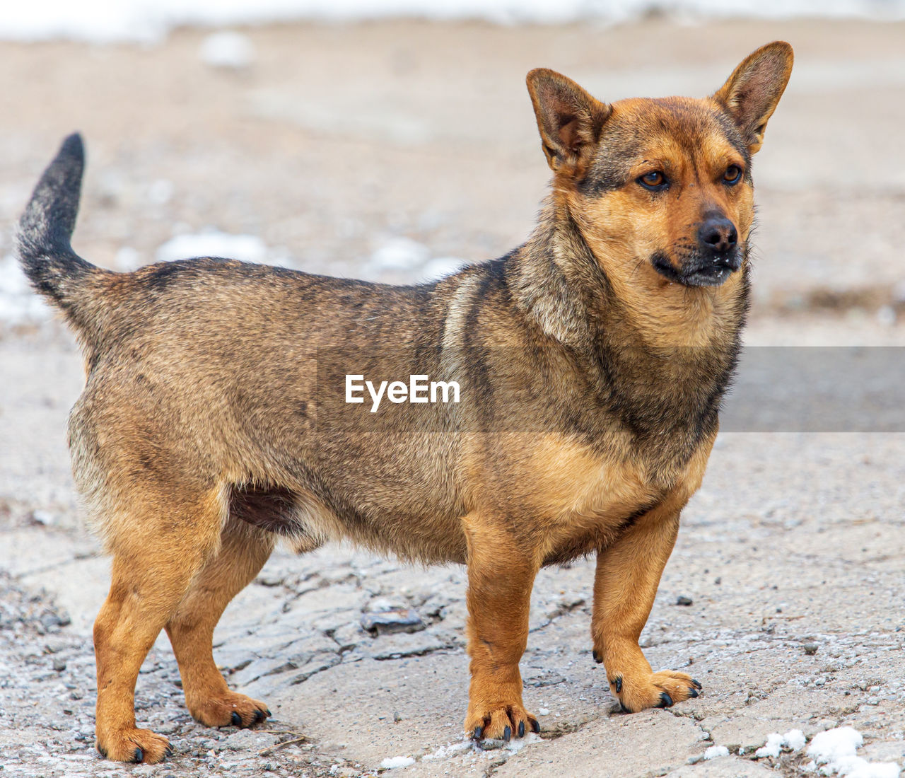 PORTRAIT OF DOG STANDING ON GROUND