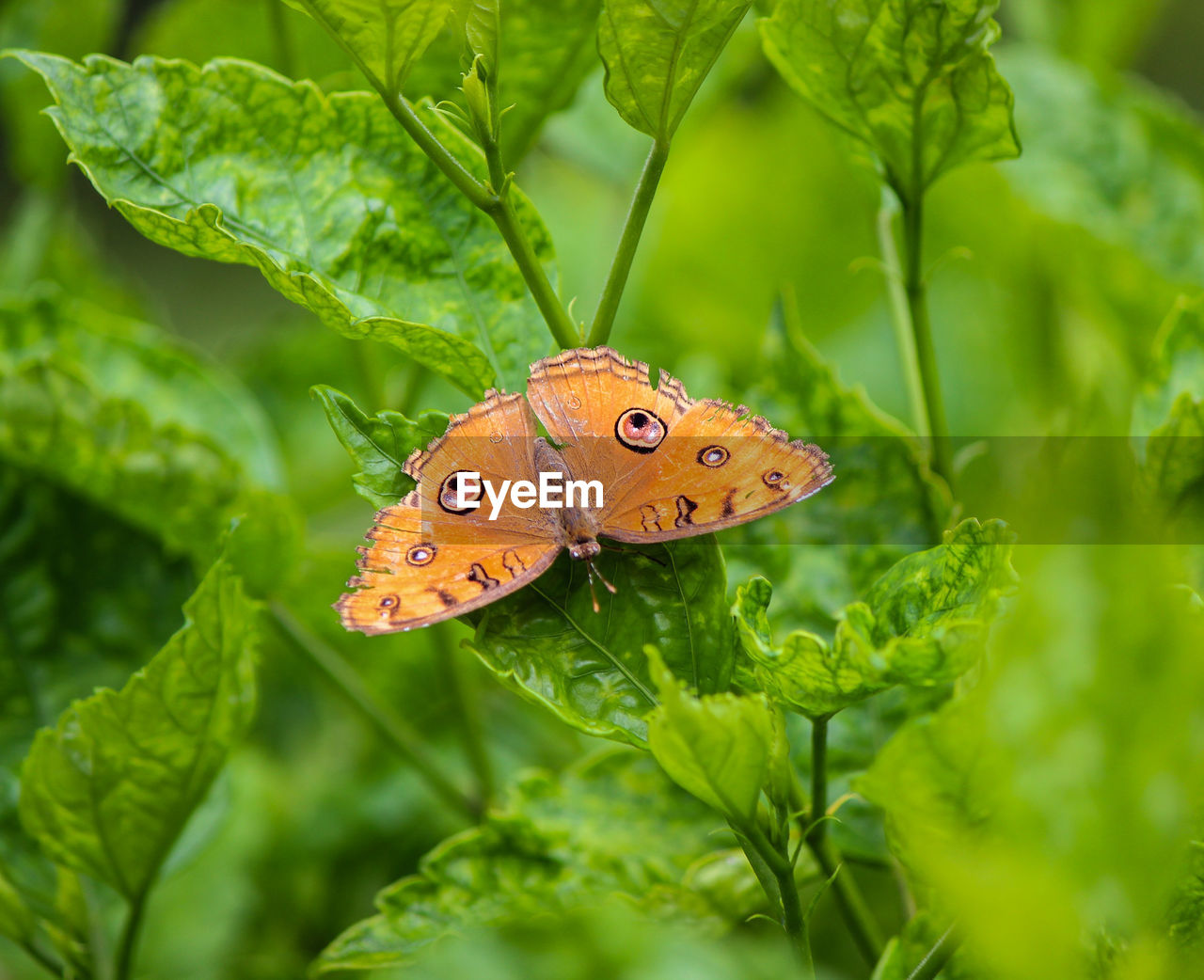 CLOSE-UP OF BUTTERFLY ON PLANT