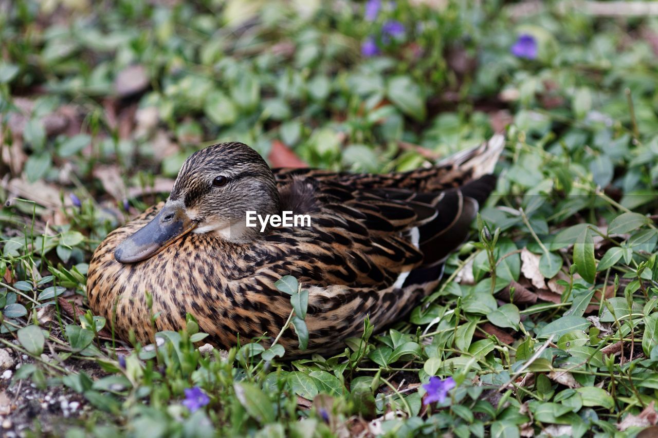 Perching duck