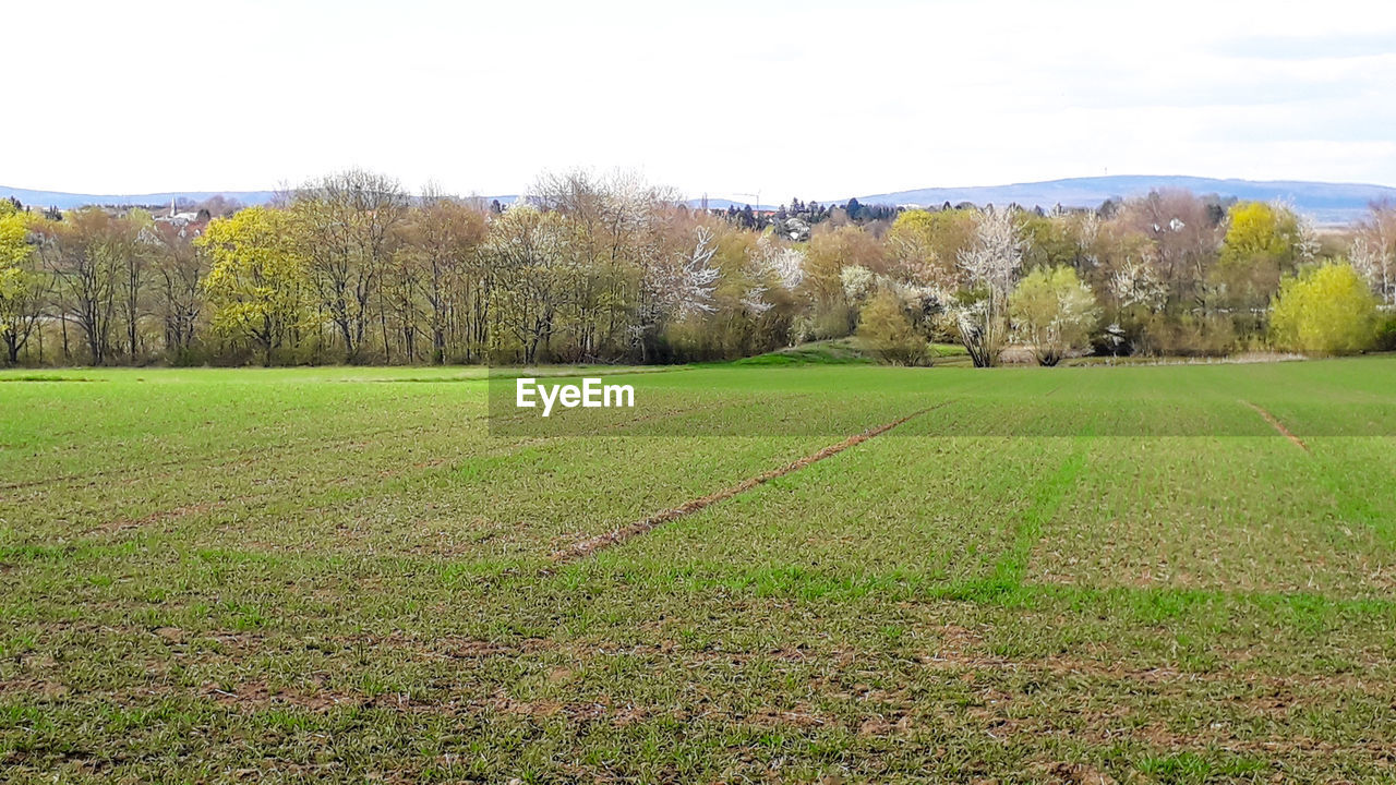 SCENIC VIEW OF GRASSY FIELD AGAINST SKY