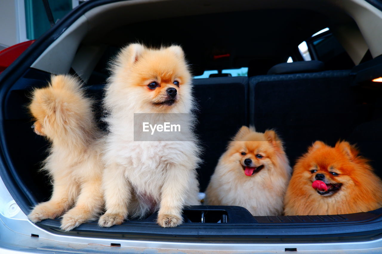 DOGS IN CAR