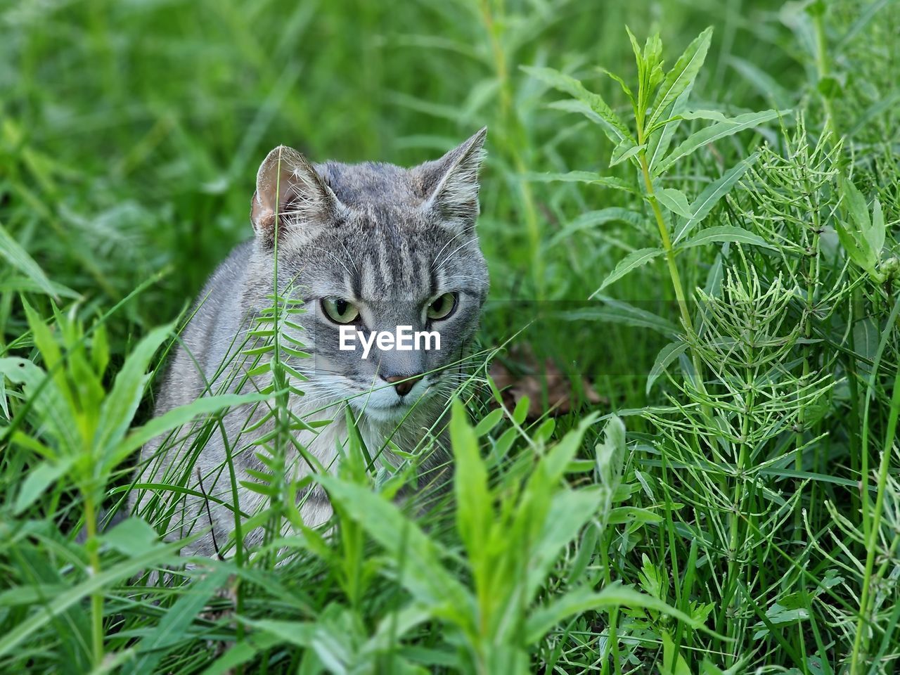 Cat in the field