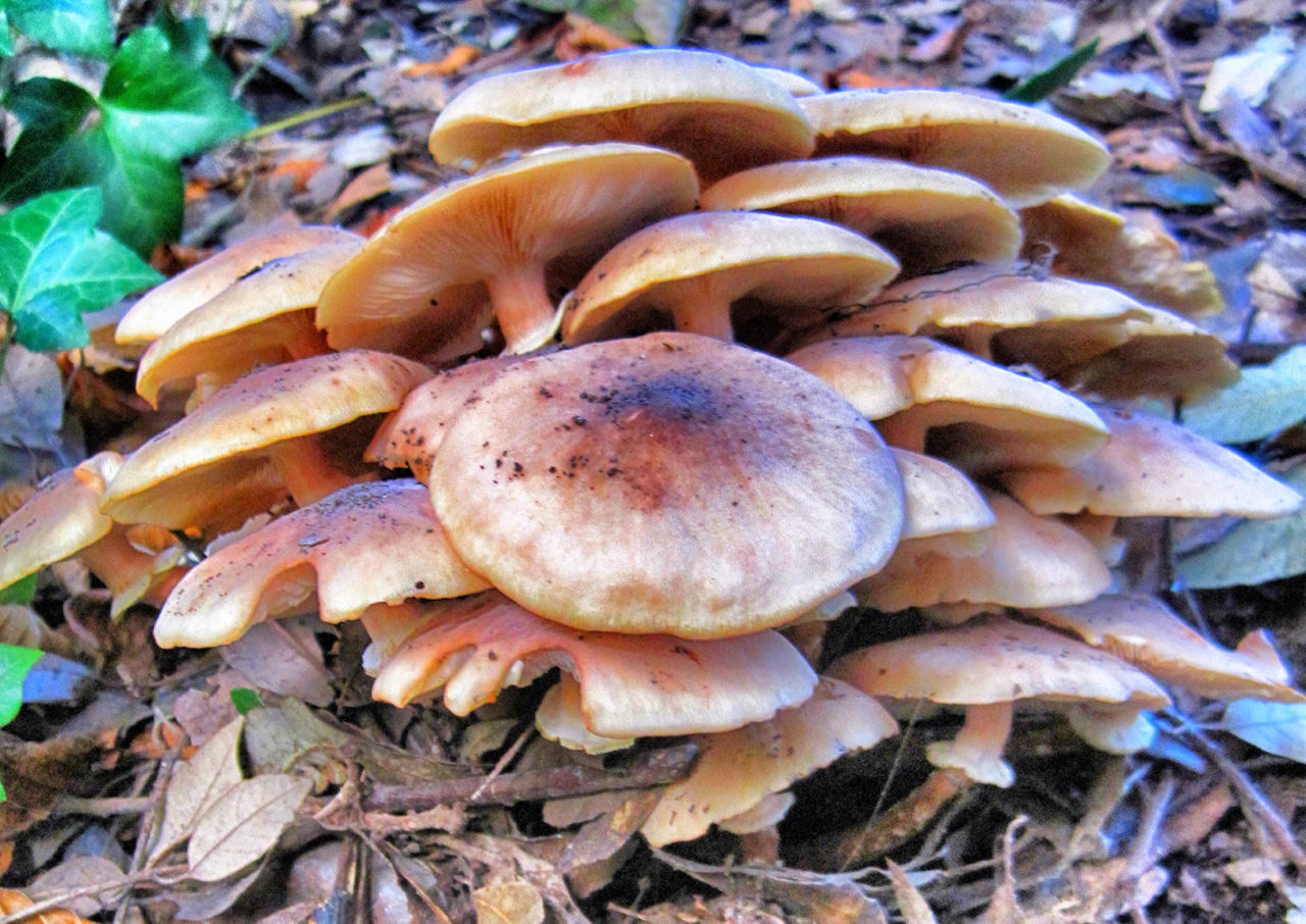 CLOSE-UP OF LEAVES ON TREE TRUNK