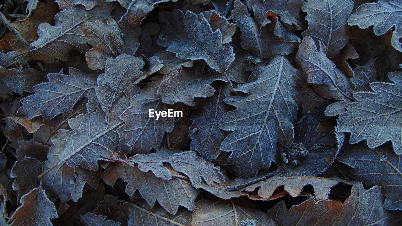 High angle view of dry leaves on field during winter