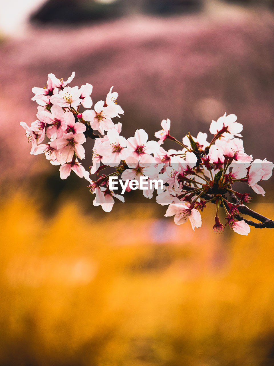 Close-up of pink cherry blossoms in field