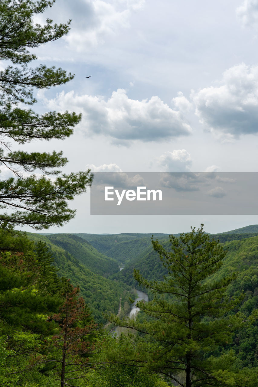 SCENIC VIEW OF TREES AND LANDSCAPE AGAINST SKY