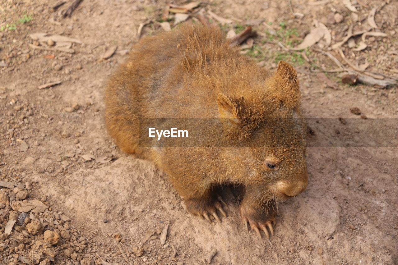 High angle view of a wombat  