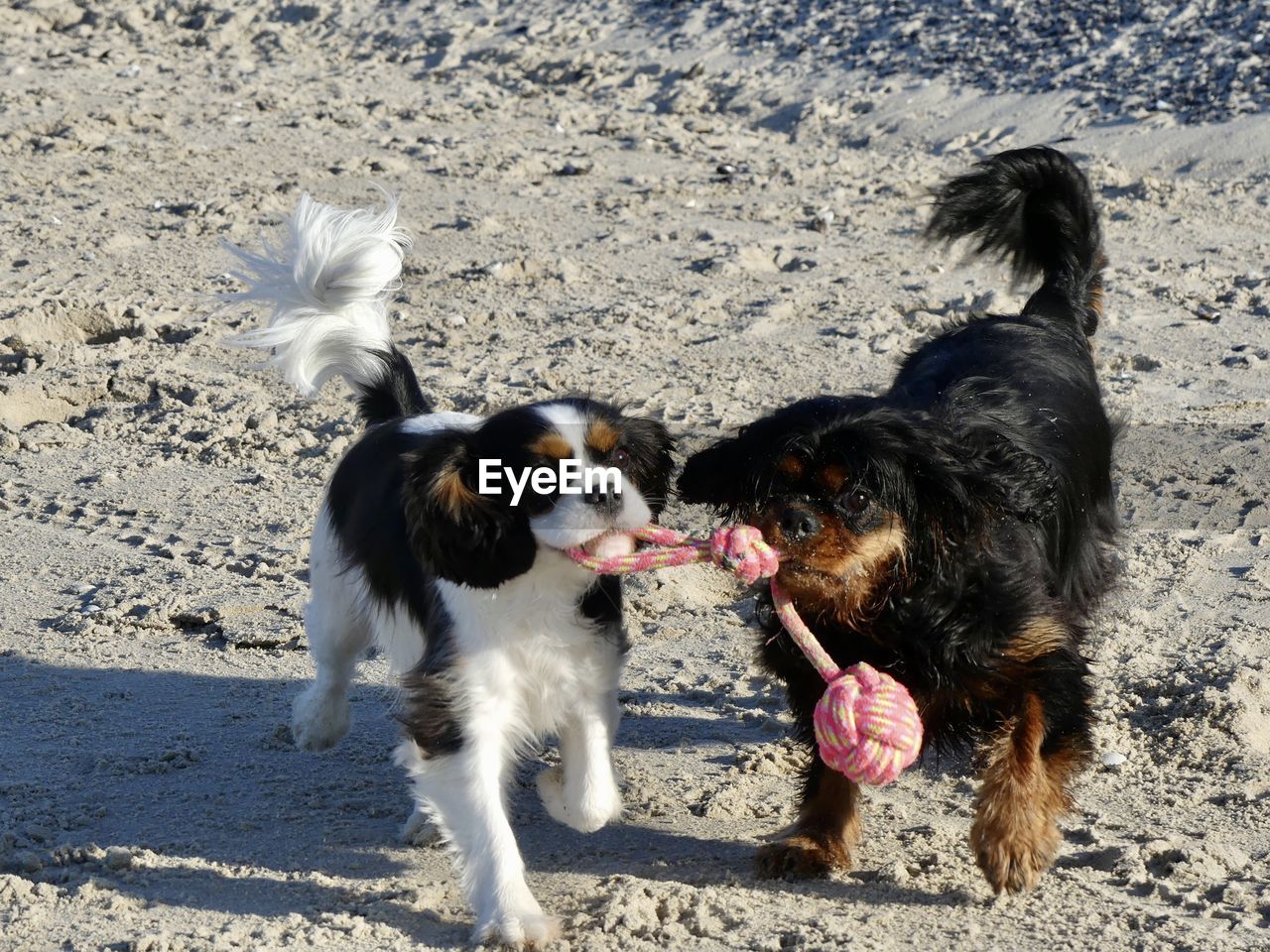 High angle view of dogs on field