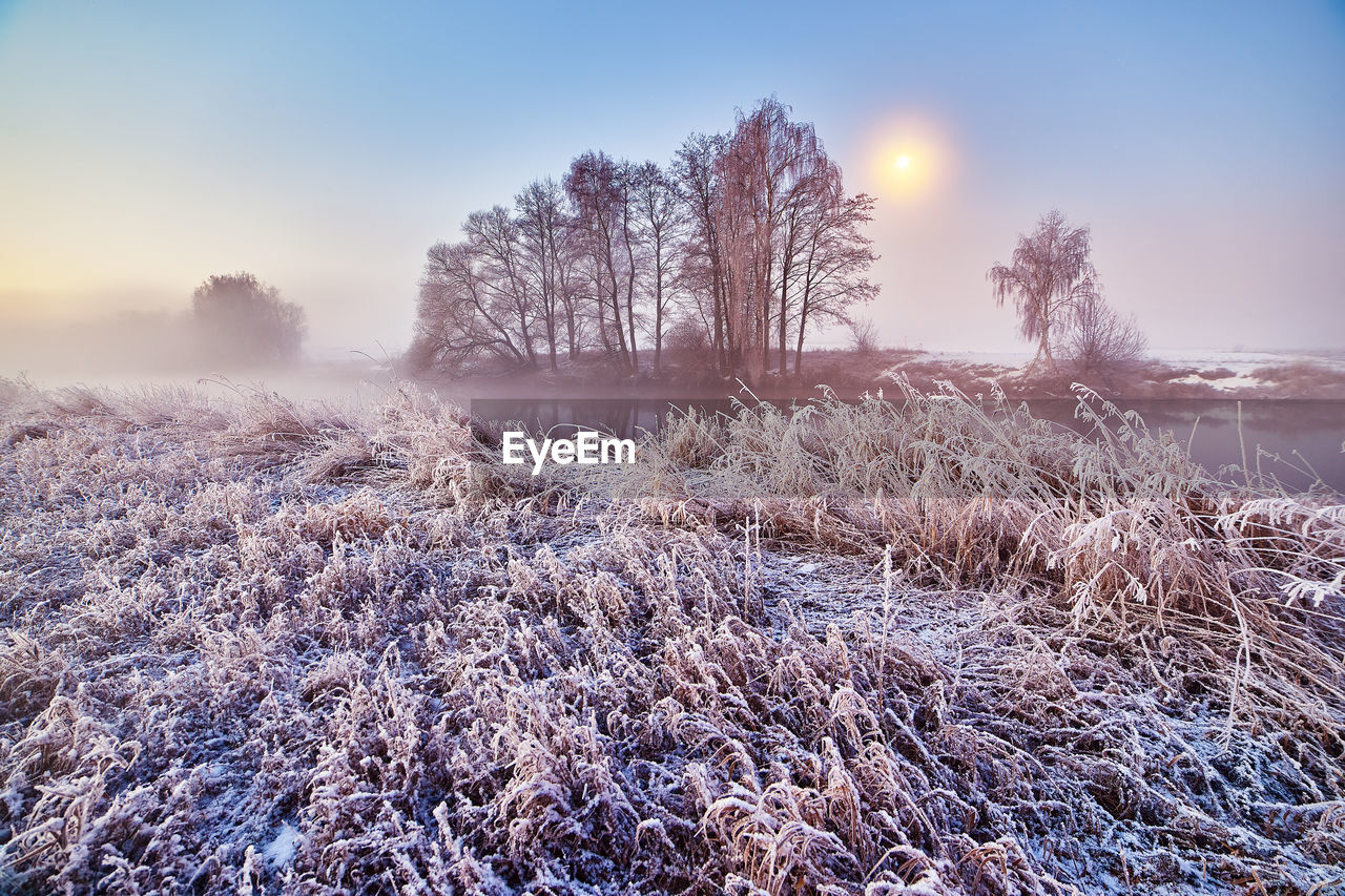 Dawn on winter river. frost on grass, cane. moon in clean sky. february fog. wood sunrise.cold night