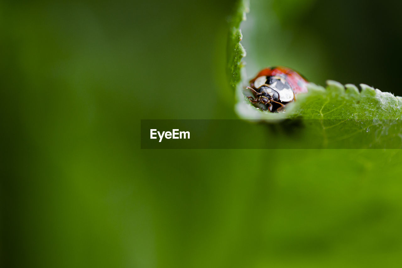 Lady bug close up view