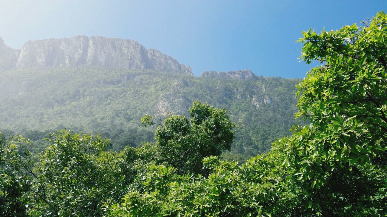 Scenic view of trees by mountain