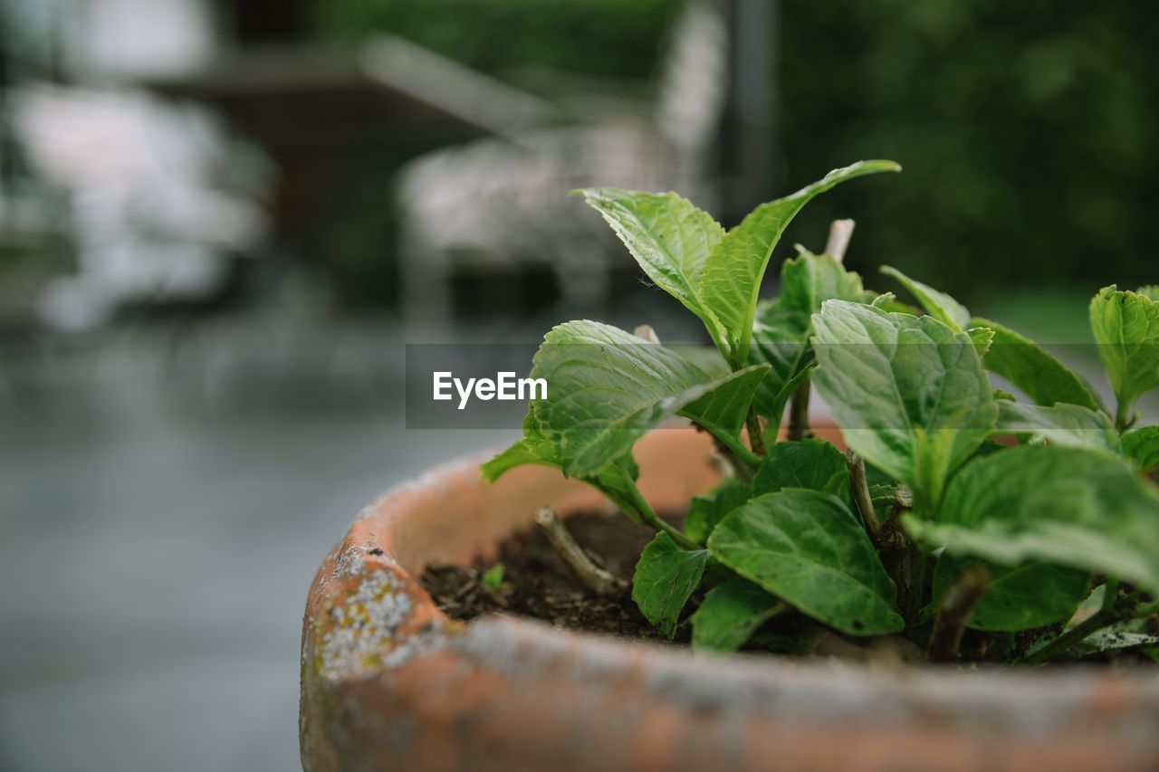 Close-up of potted plant