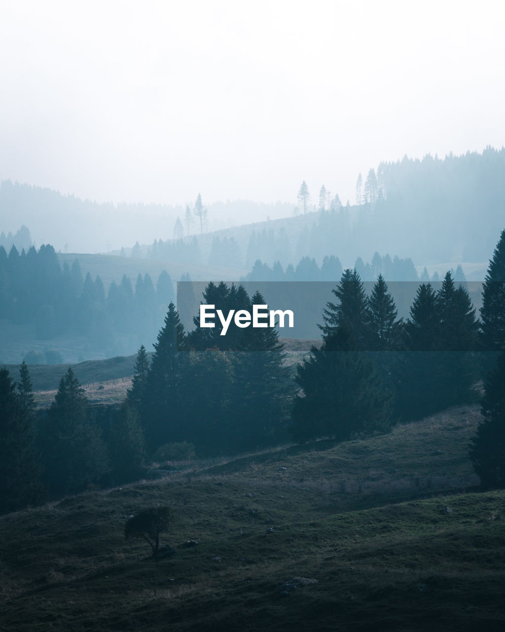 Trees on landscape against sky at foggy weather