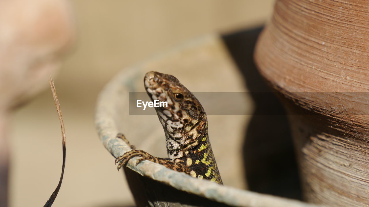 Close-up of lizard sitting in flower pot