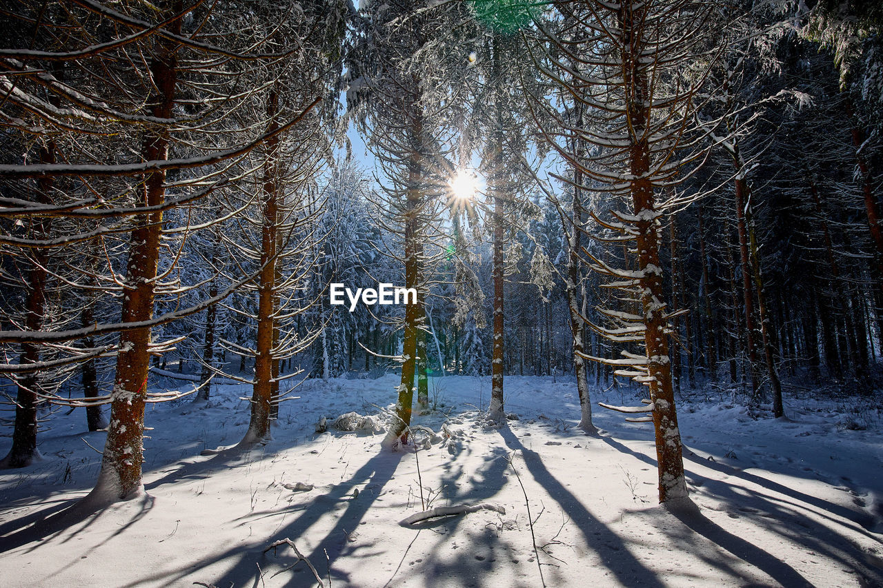 SNOW COVERED TREES IN FOREST DURING WINTER SEASON