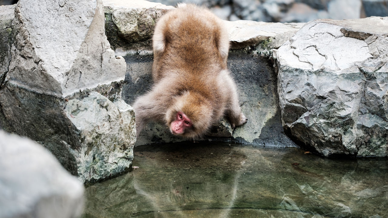 View of monkey drinking water from rock