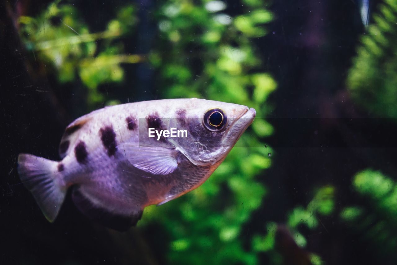 Close-up of fish swimming in aquarium