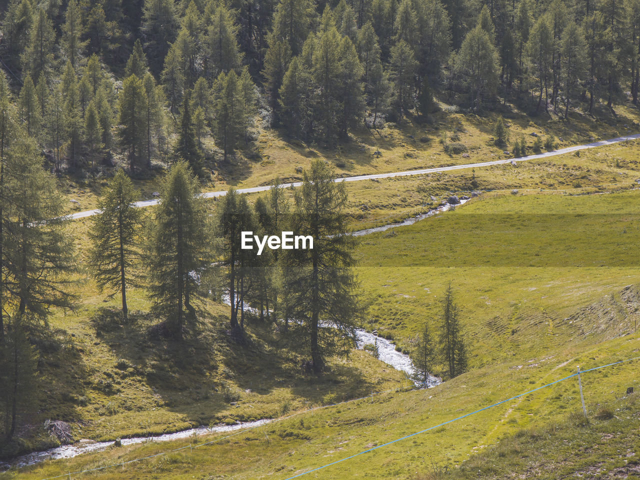 High angle view of pine trees in forest