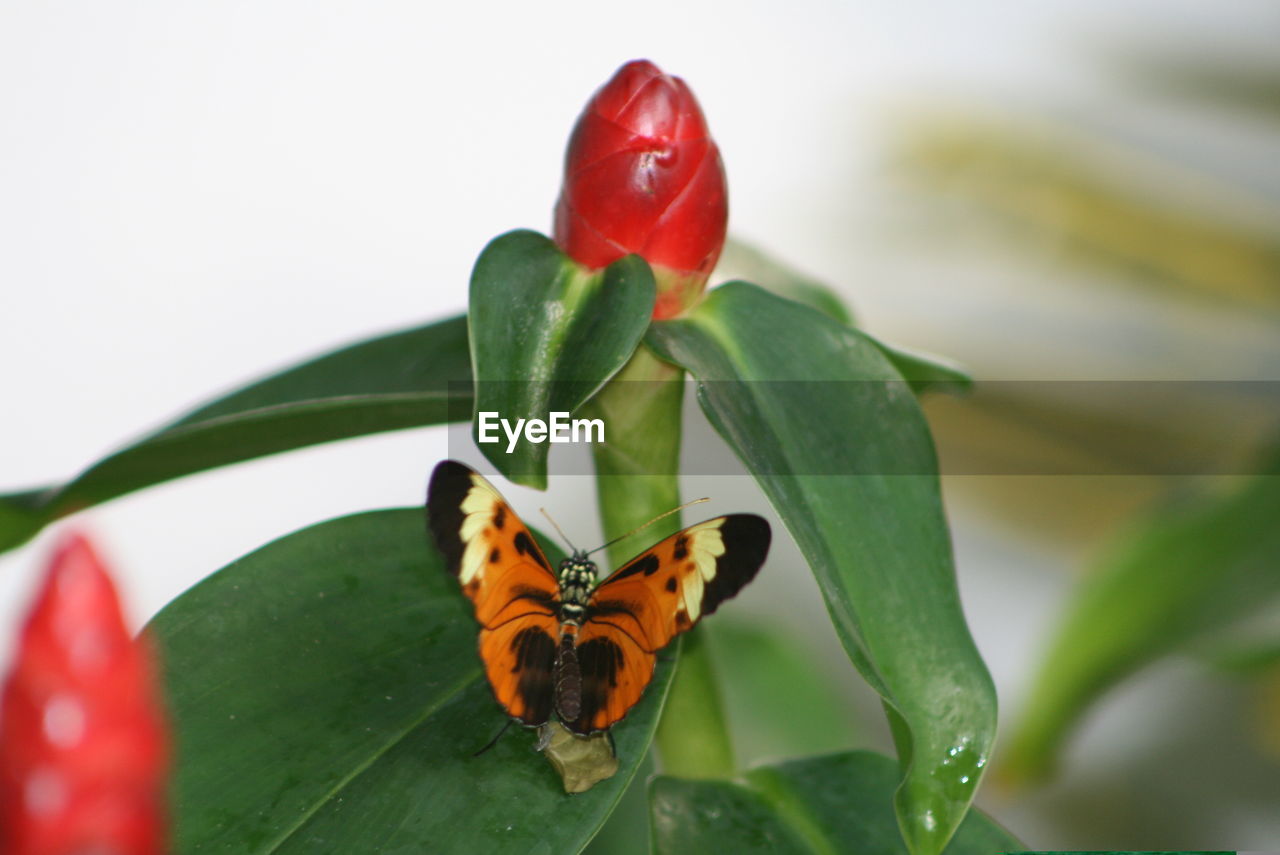 Leaf Plant Part Insect Invertebrate Close-up Animal Wildlife Animal Animal Themes Green Color Plant Animals In The Wild Nature Beauty In Nature Red One Animal No People Growth Flower Freshness Flowering Plant Outdoors Flower Head Butterfly - Insect Pollination Key West Butterfly