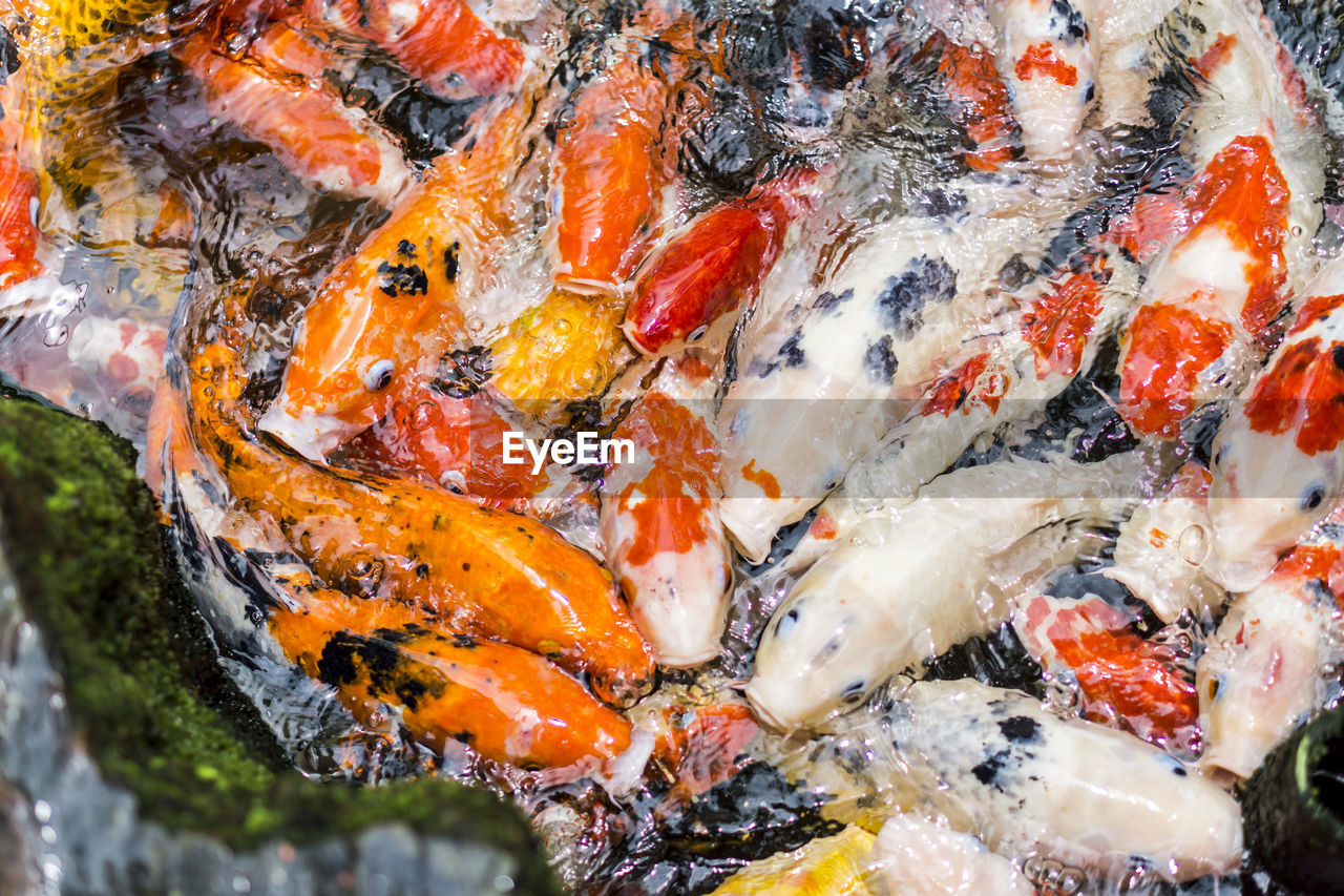 CLOSE-UP OF KOI FISH IN WATER