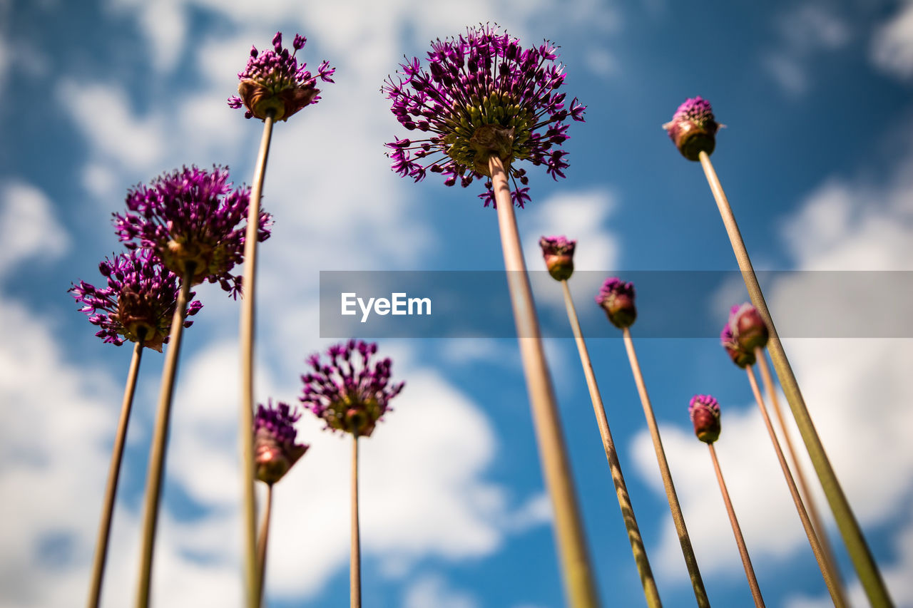 Low angle view of purple flowering plant against sky