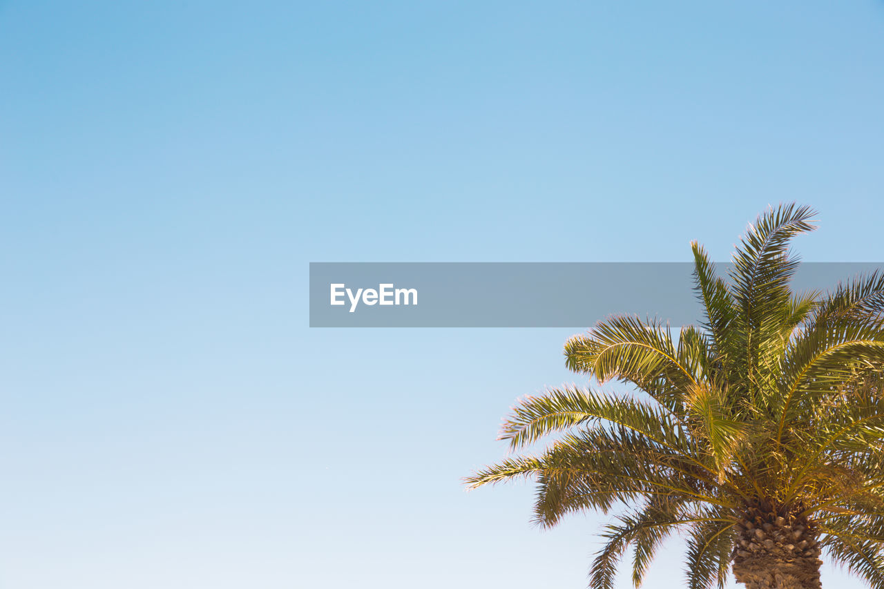 Low angle view of palm tree against clear blue sky