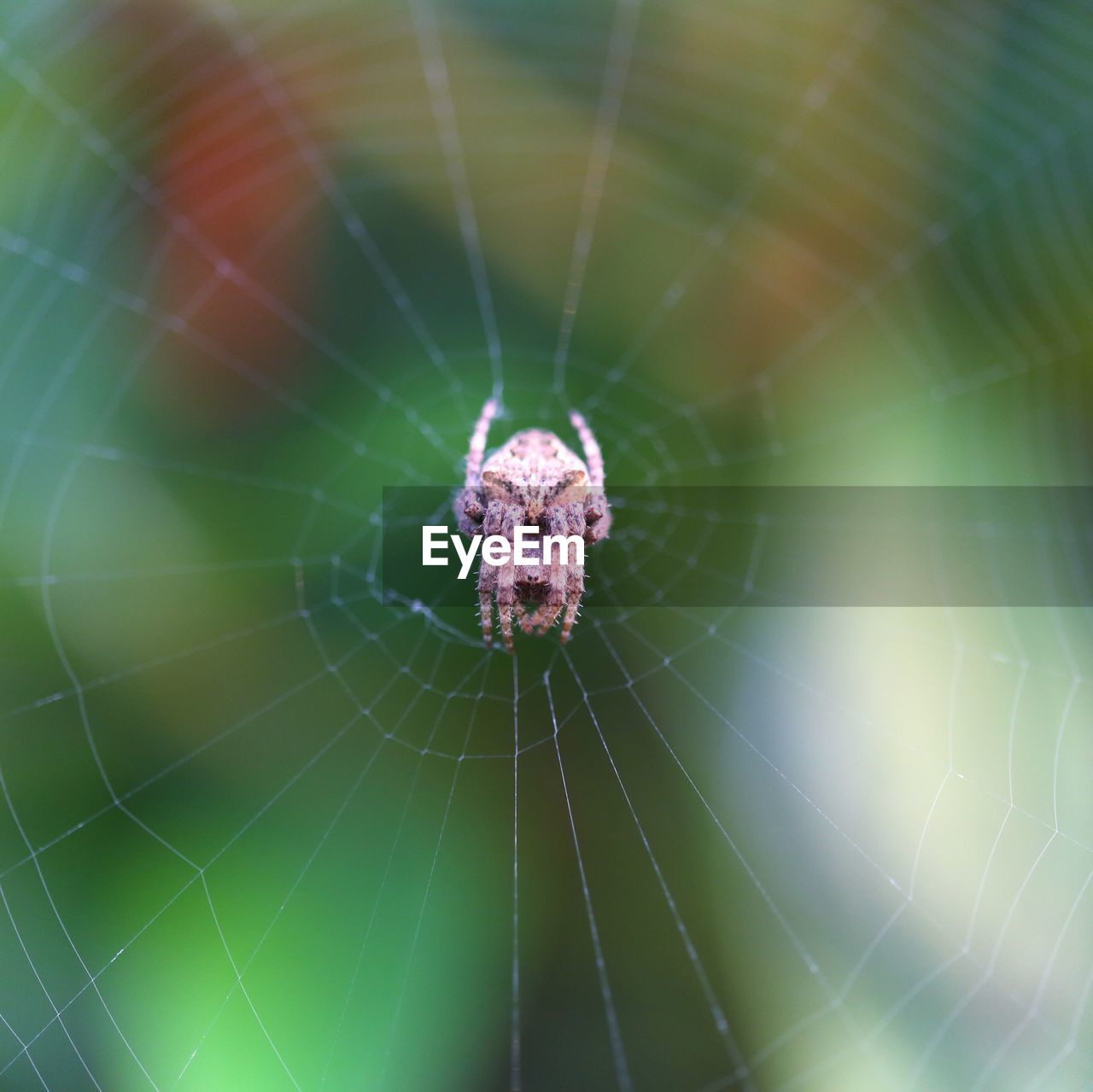 SPIDER WEB ON WEB