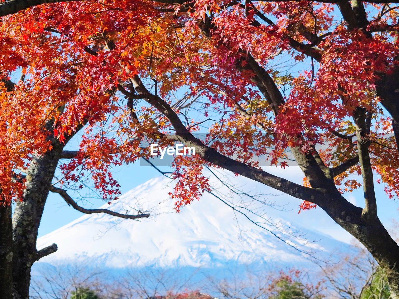 LOW ANGLE VIEW OF A TREE