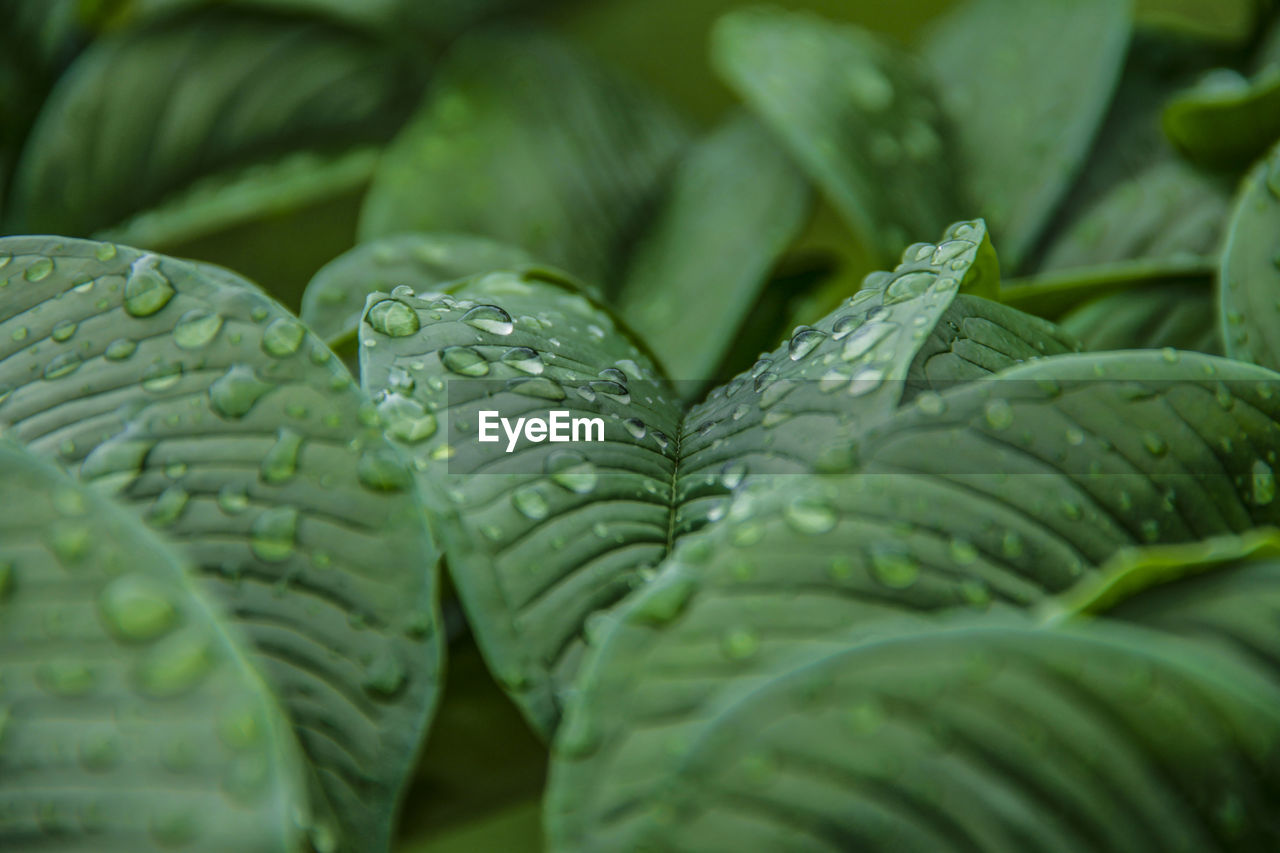 Nature green konjac leaves with raindrop background.