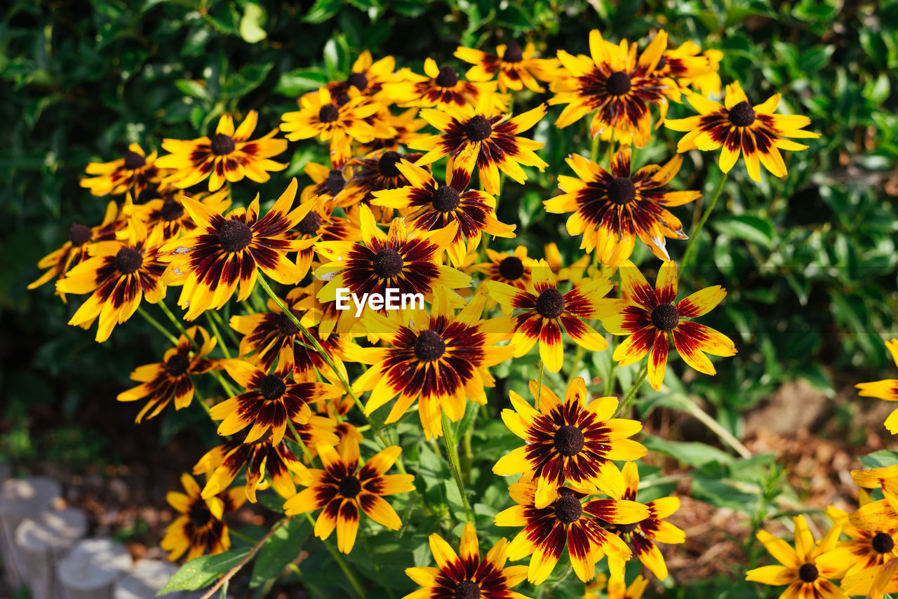 CLOSE-UP OF FRESH YELLOW FLOWERS BLOOMING